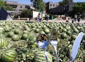 朝阳免费吃瓜网,揭秘都市生活趣味圈，畅享免费美食盛宴  第3张